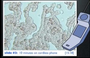 Analyse du sang sujet exposé à 10 mn de téléphone portable