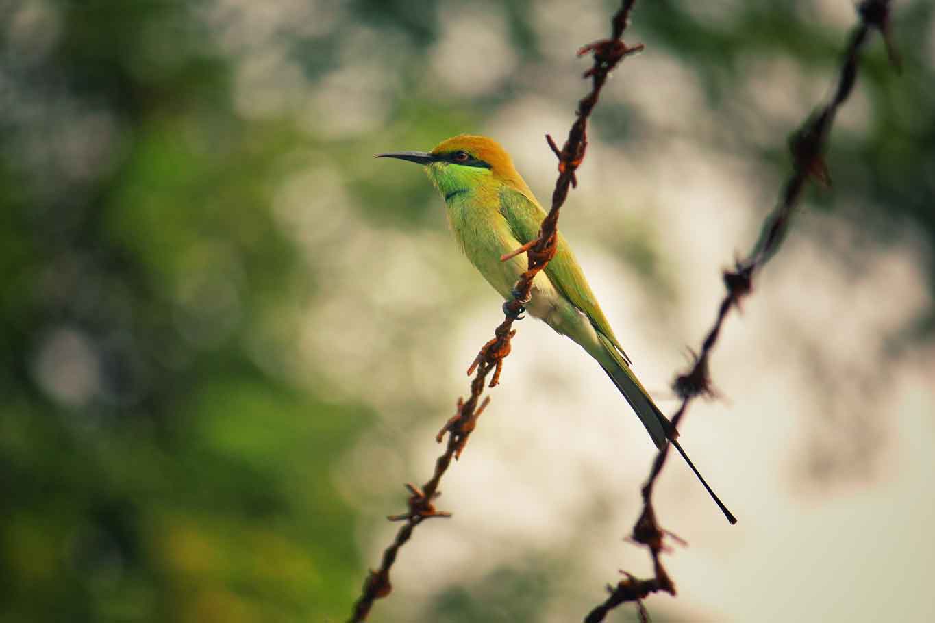 Oiseau sur fil barbelé - vie libre