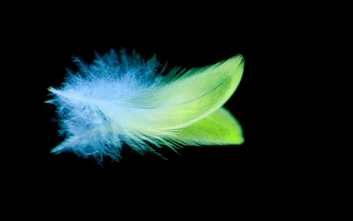 Plume douceur violence mots versus maux